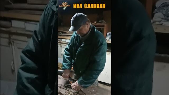 Режем черенки Американки гигантской (15.11.2024)