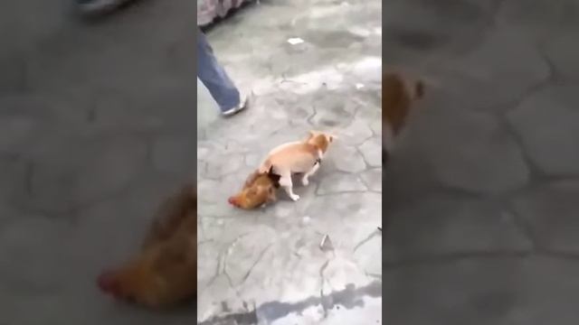 1000026198.mp4