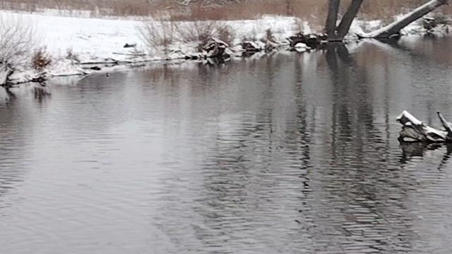Лебедь