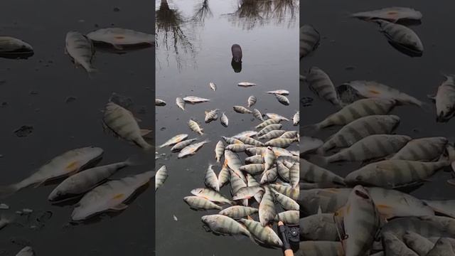 Охотник за рыбой