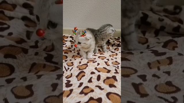А этот год новый...