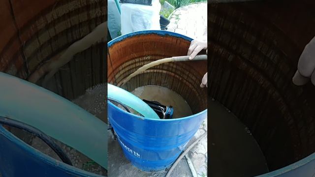 Абиссинка без железа,СНТ"Волжские зори"