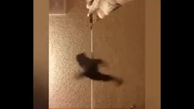 Заведи кота , говорили они