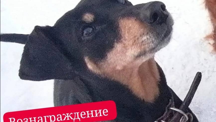 Пропала ВИЛЬМА
ВОЗНАГРАЖДЕНИЕ 10.000РУБ
Пинчер.Чипирована.
Пропала Засыпье.Тихвинский Район.Лен.Обл