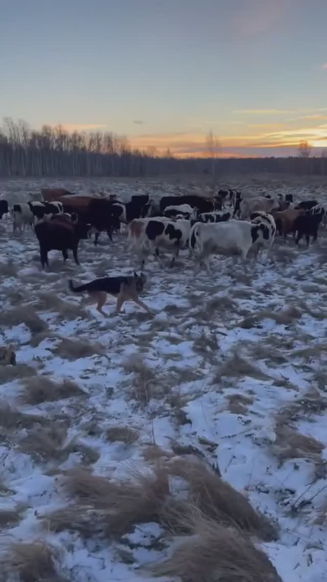 Еще одно увлекательное и познавательное видео от челябинской ахимса-фермы