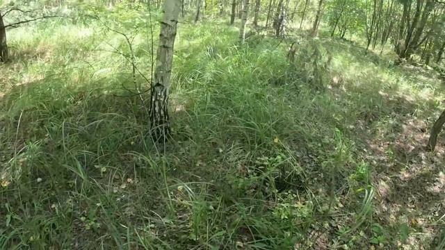 Зашел в молодой лес, а там ПОДБЕРЕЗОВИКОВ ТЬМА!!! Сбор грибов 2023