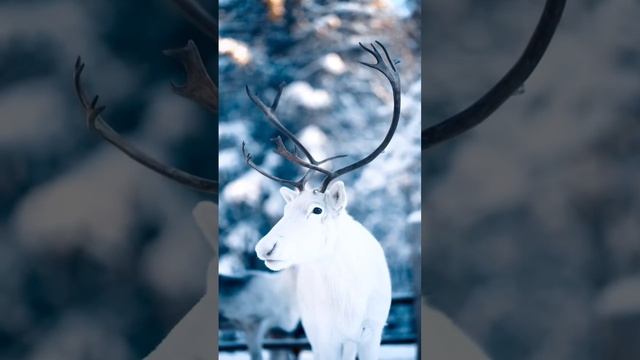 Доброе утро ,моя Сибирь ❄️❄️❄️