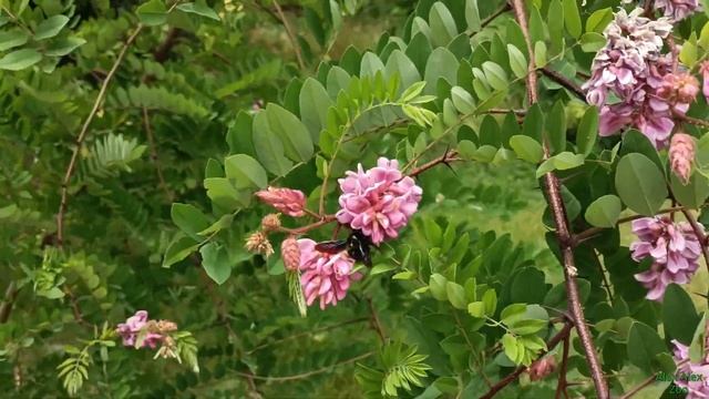 Удивительные и разнообразные шершни! Amazing and varied hornets!