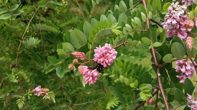 Удивительные и разнообразные шершни! Amazing and varied hornets!