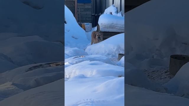 Хвостатое Счастье ☀️