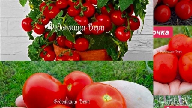 Как заказать семена томатов 🍅