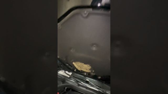 Живая BMW G30? Да, отличная👍🏼