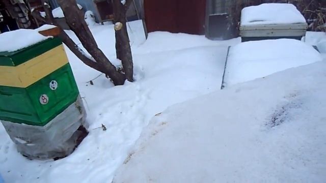 зимовка пчёл на сетчатом дне в ппу ульях часть 3
