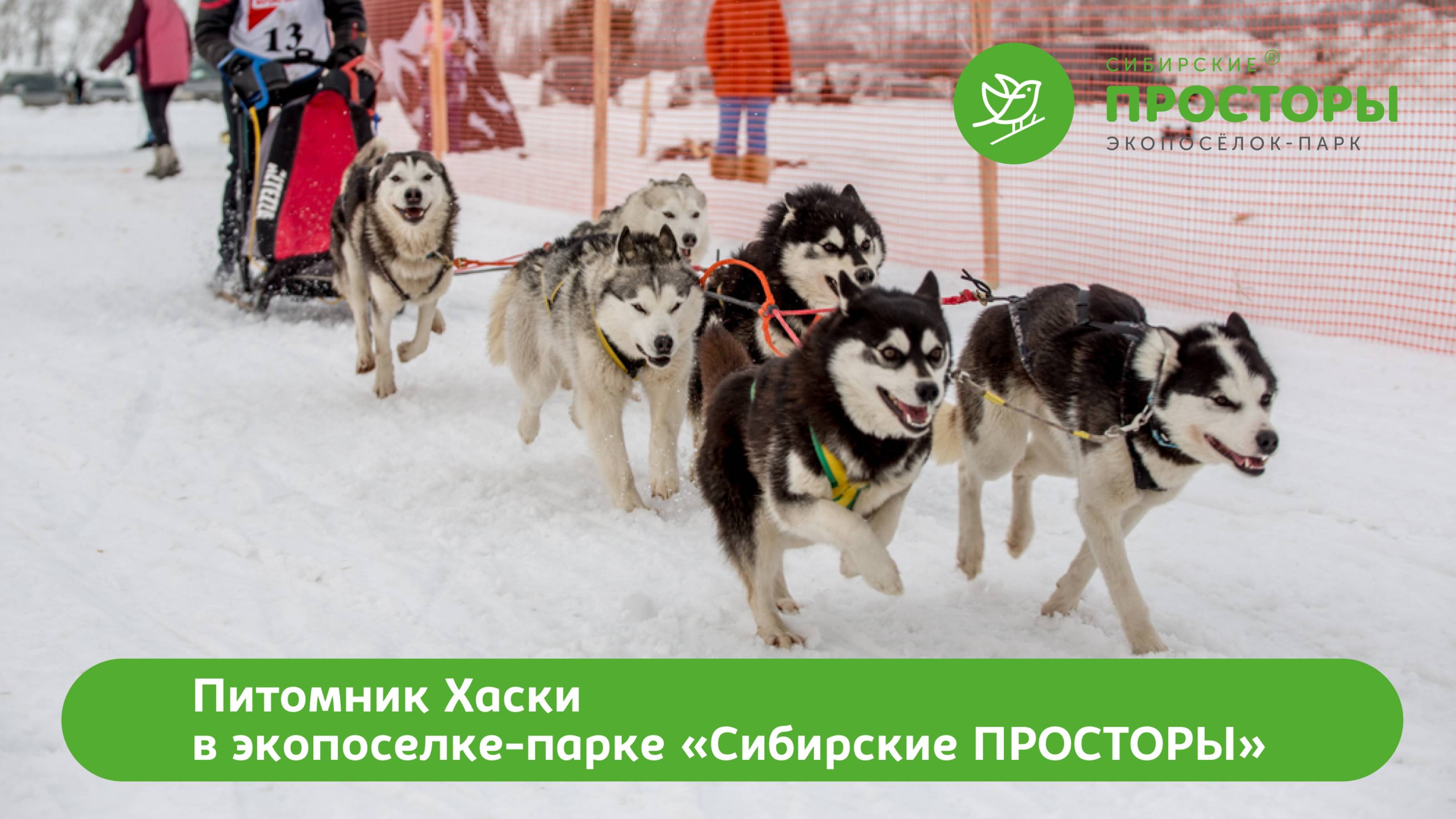 Питомник хаски в экопоселке "Сибирские просторы"