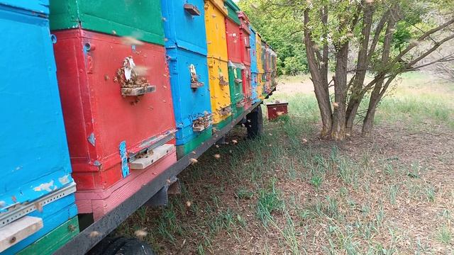 Пчеловодство, сезон 2024, акация всё же зацвела, акация после заморозков, май.