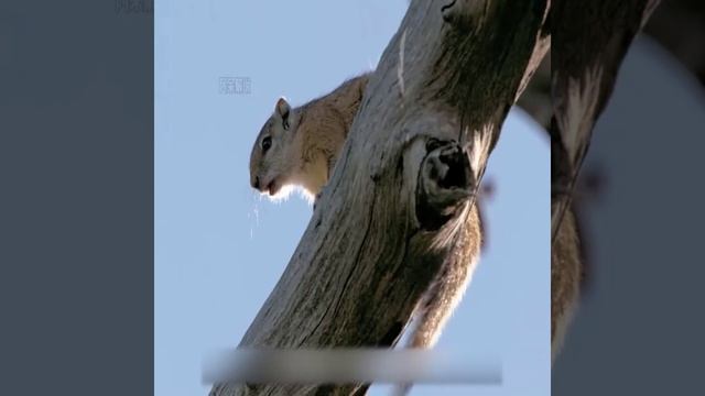 Леопард попал в ловушку на дереве от диких собак и ...