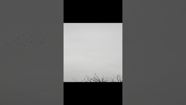 VID_20240219_083701.mp4