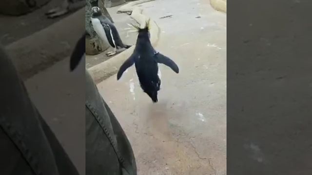 Хлопай ресницами и взлетай.