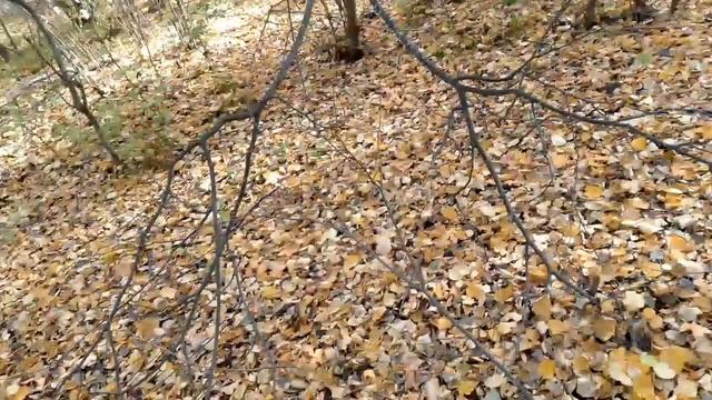 ОСЕНЬ! ПРИЕХАЛ В ЛЕС ПОИСКАТЬ МОНЕТЫ!