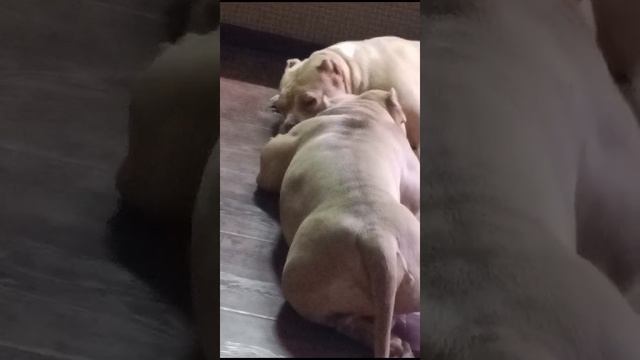 американский булли