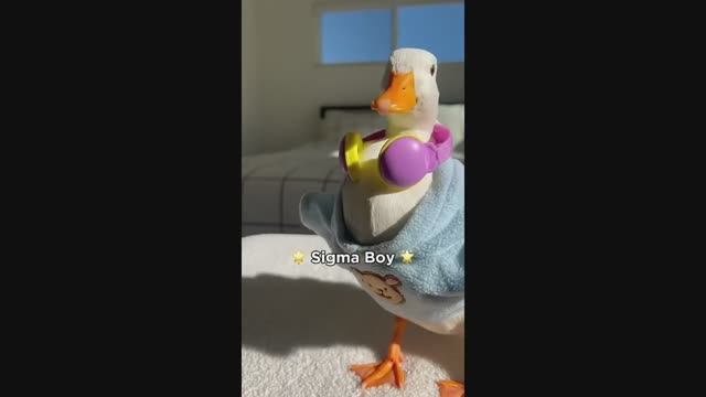 Сигма Бой #рекомендации #юмор #прикол #весело #смешное видео  #смешные животные