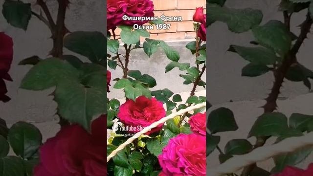 Фишерман Френд