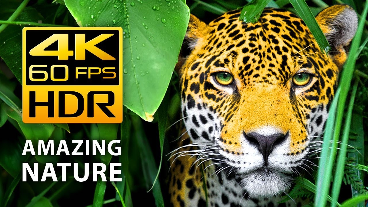 4К Ultra HD series animels
