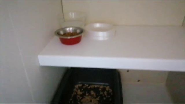 Кошка Розочка в добрые руки