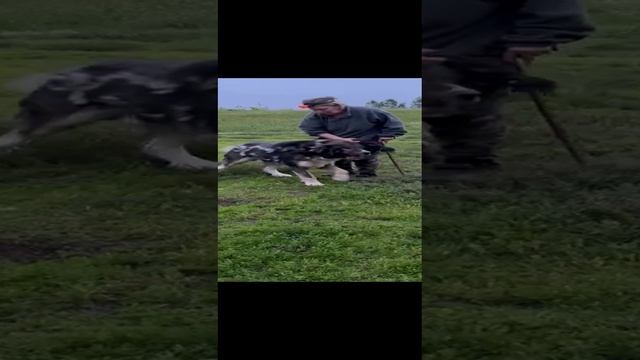 Алабай- великан. 98, 8 см в холке , 100 кг вес