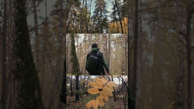 ОСЕНЬ #ЛЕС# ПАРК