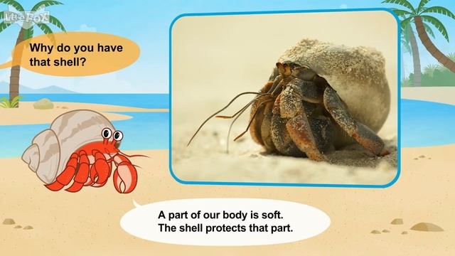 Meet the Animals 34_ Land Hermit Crab _ Level 2 _ By Little Fox