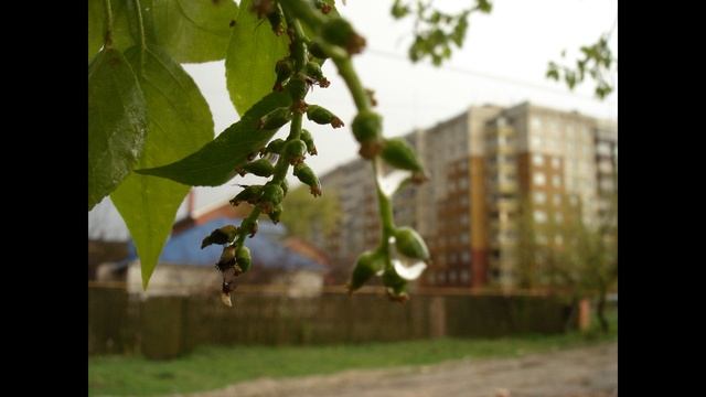 Товарищ