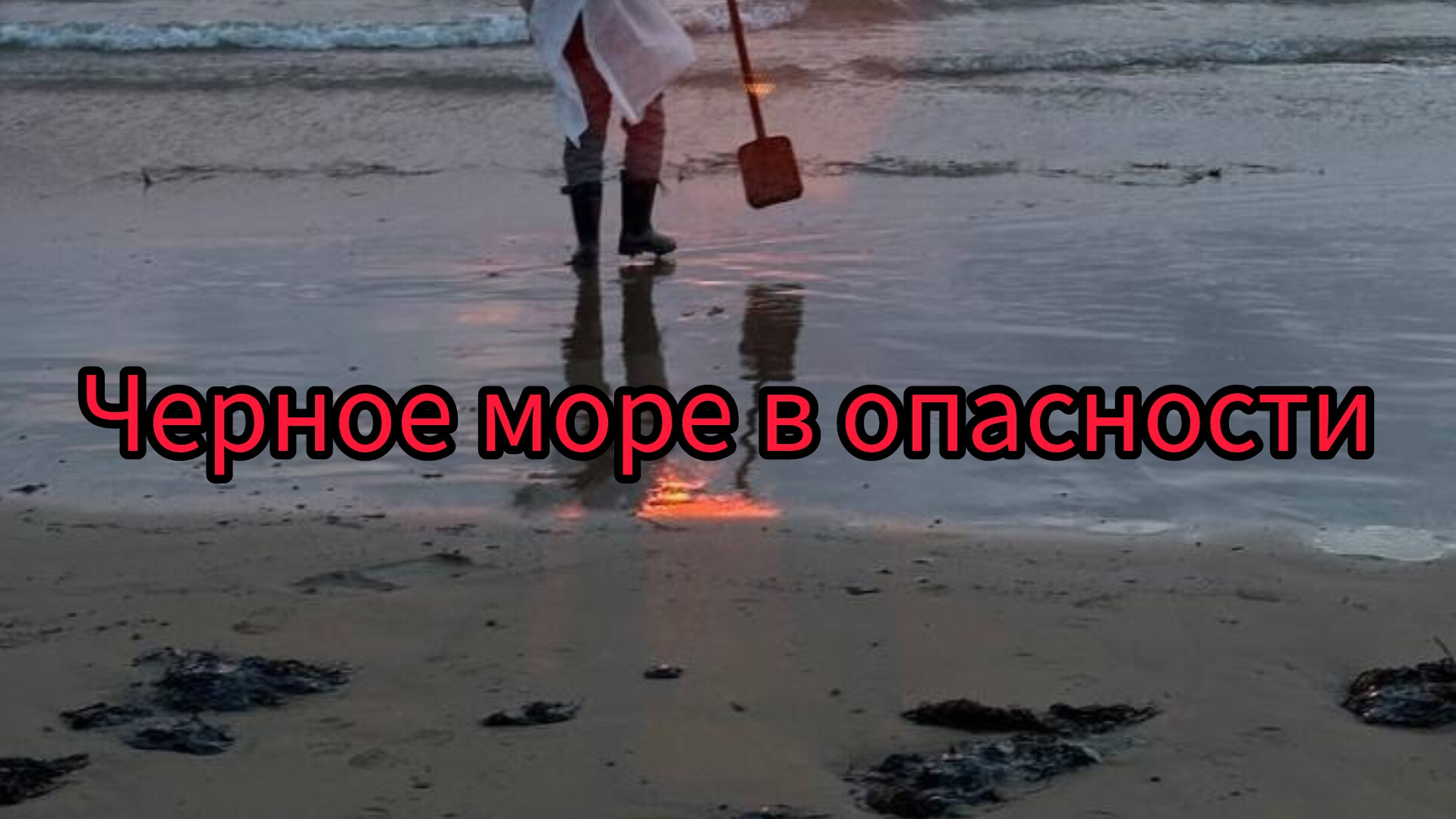 Чёрное море в опасности 🌊🐬🦤 Волонтёры спасают птиц и море от нефти ⛽️