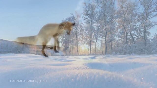 Кто победит Лиса или коты.Лиса в деревню забежала...