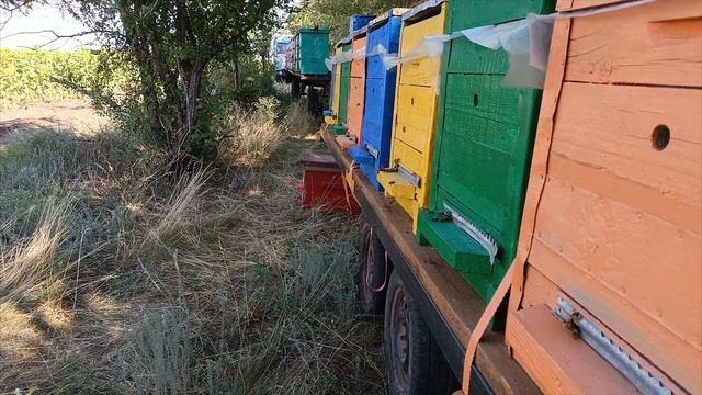 Пчеловодство, сезон 2024, главный взяток, подсолнух цветет, пчелы дождались.