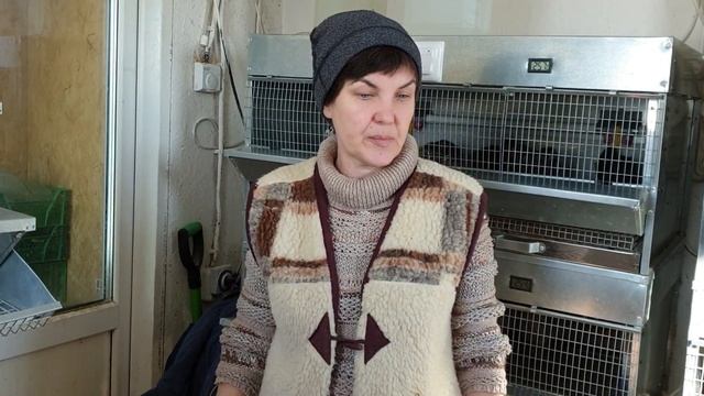 Маленький удобный зимний курятник. Как комфортно разместить много птицы на ограниченной площади?