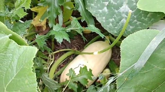 Прогулка по тыквенным клумбам и плантации.
