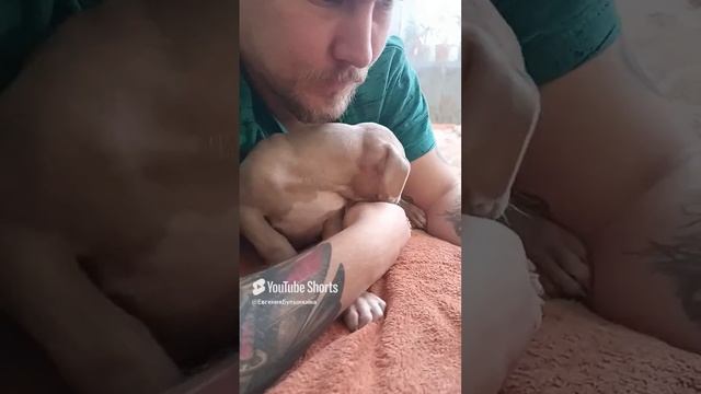Ария - девочка породы американский булли. в поисках родителей×!!
