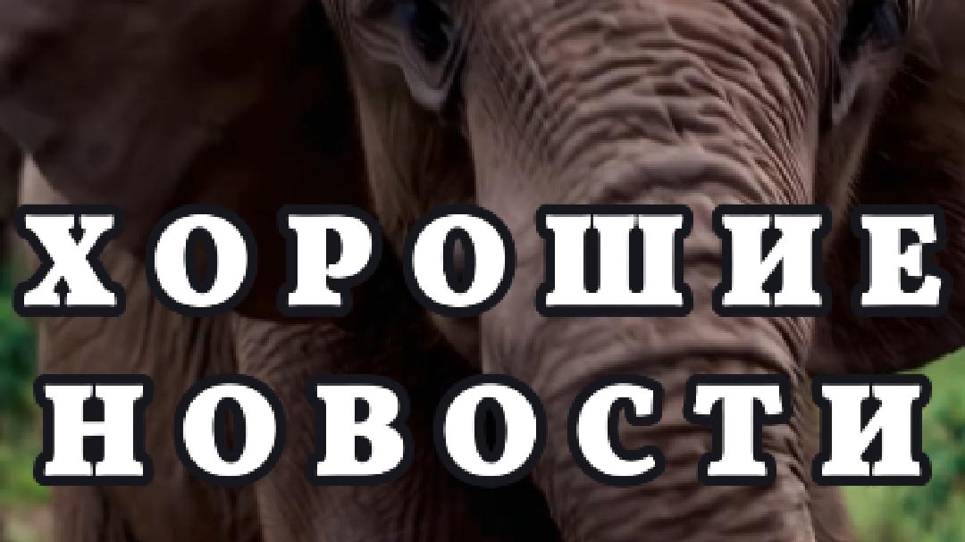 Зухрей Пердолобов 💪 узнал что дарят словам на Новый год 🎇🎆