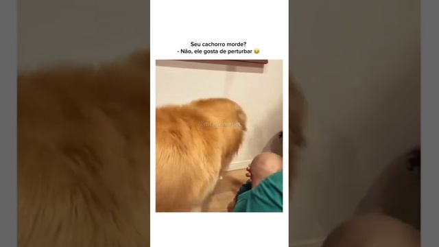 котики