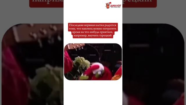 Чем себя порадовать на новый год? Ссылке в описании