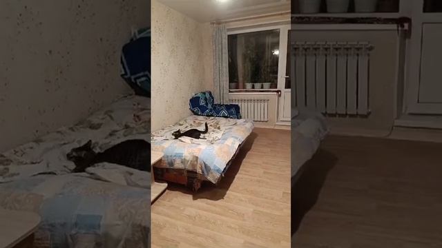 Котики Бесятся
