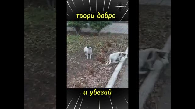 твори добро