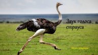 Звук голоса страуса. Звуки природы