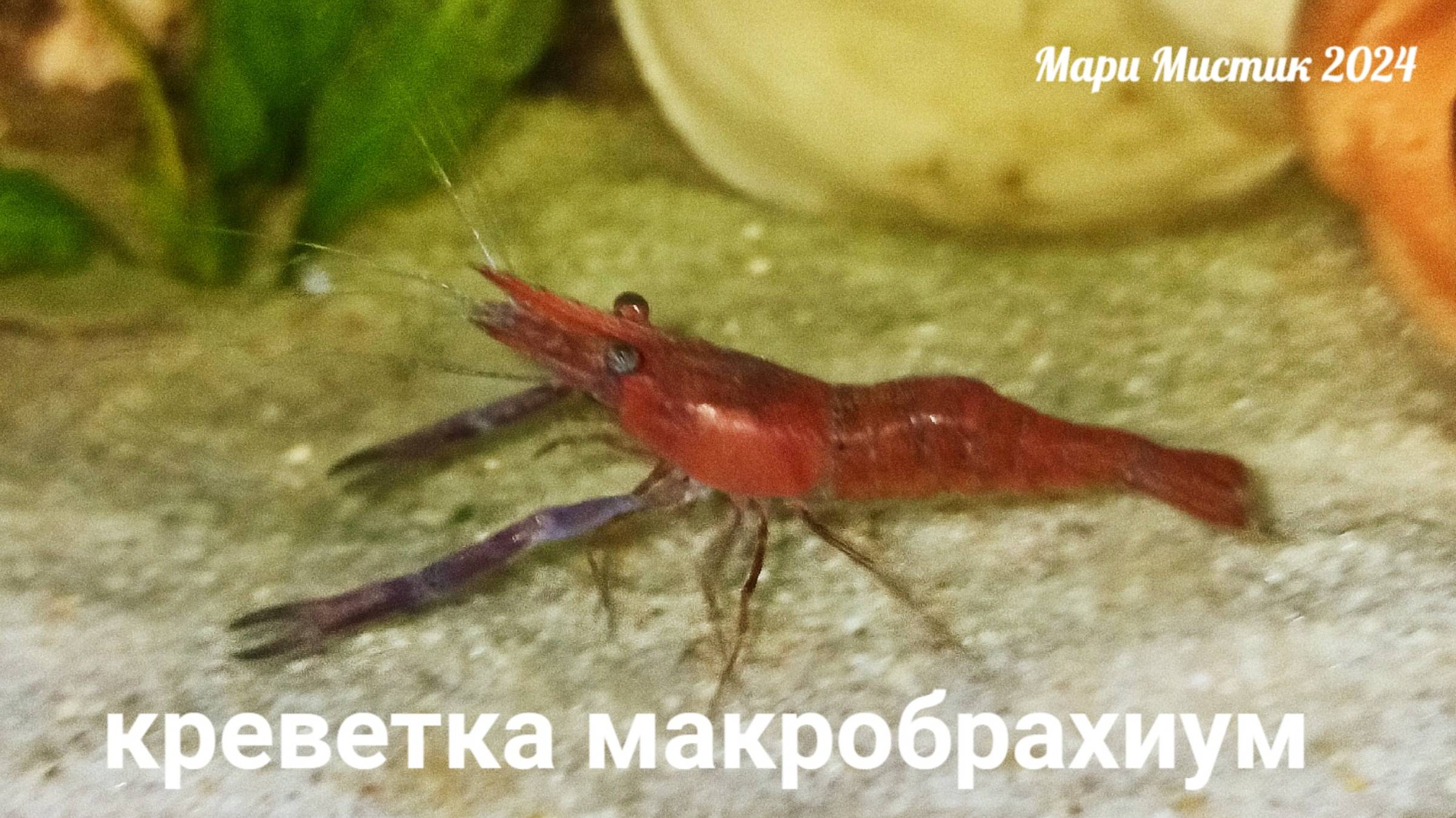 ОГРОМНЫЕ #креветки #макробрахиум 23.12.24 ЗАСЕЛЕНИЕ - раки, рыбы, креветки, растения - ОЧЕНЬ МНОГО !