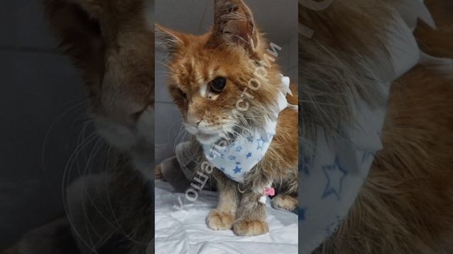 Все сложилось как нужно. Огонек попал в Ставрополь.