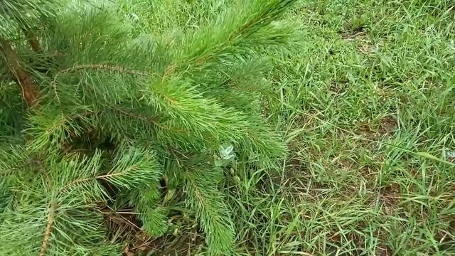 И стало всё вдруг, изумрудно-зелёным. Видео Виктор Поживин - смотреть онлайн в поиске Яндекса по Вид