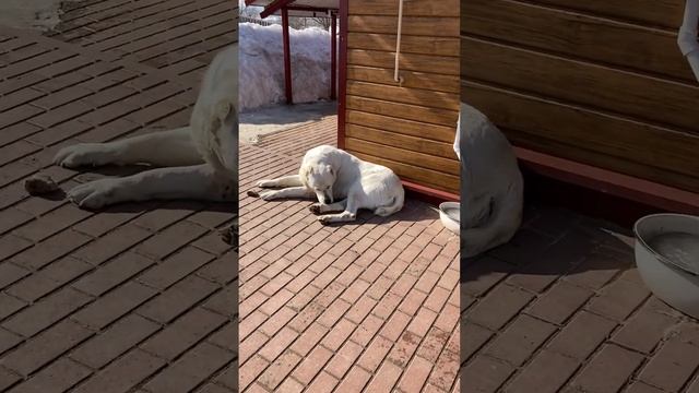 Принимает солнечные ванны ☀️ #dog #собака #алабай #среднеазиатскаяовчарка