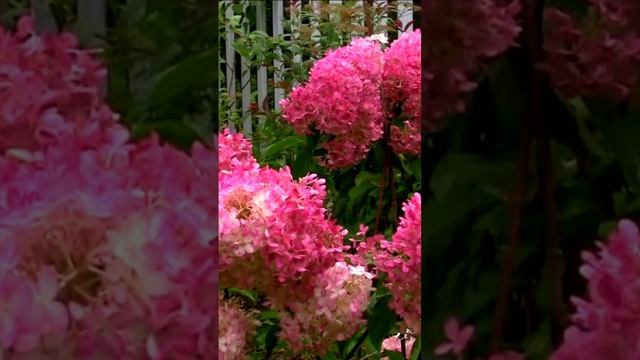 Роскошная гортензия. Дмитрий Шлапак