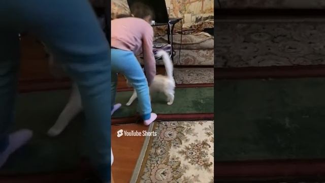 Шуанетта. Играемся с кошечкой